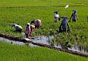 Rice Paddy